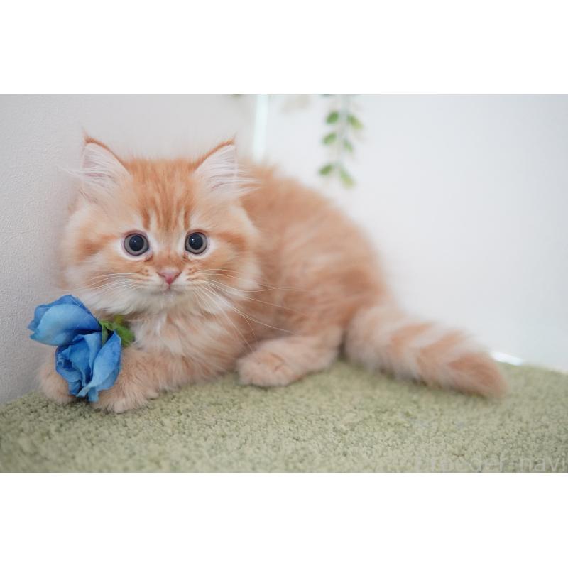 成約済の神奈川県のミヌエット-129801の2枚目