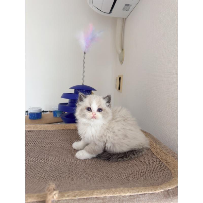 販売中の福岡県のラグドール-131397の1枚目