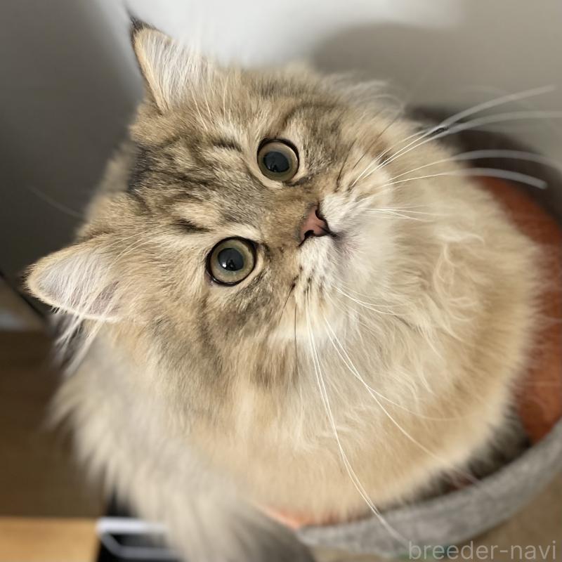 販売中の愛知県のミヌエット-117957