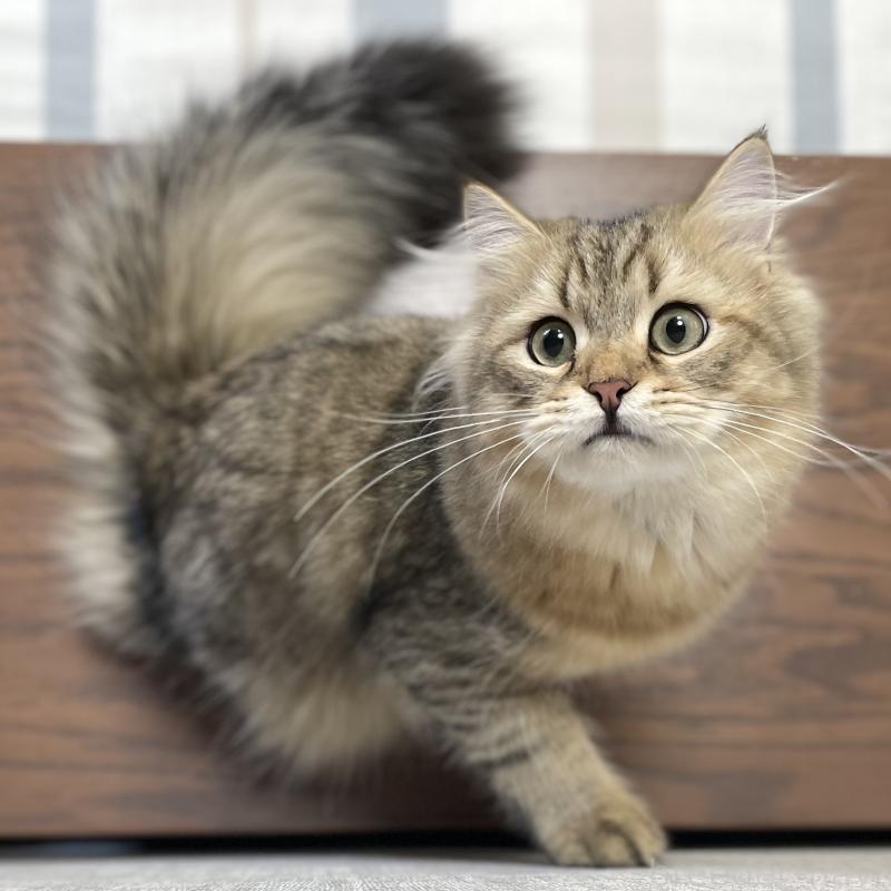 販売中の愛知県のミヌエット-117954