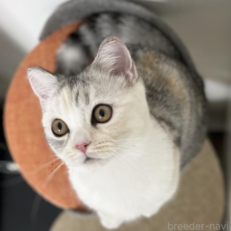 販売中の愛知県のミヌエット(短足)-121827の14枚目