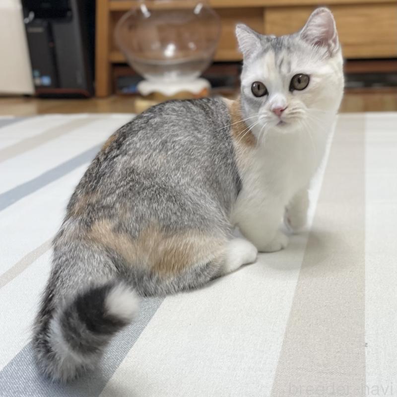 販売中の愛知県のミヌエット(短足)-121827の13枚目