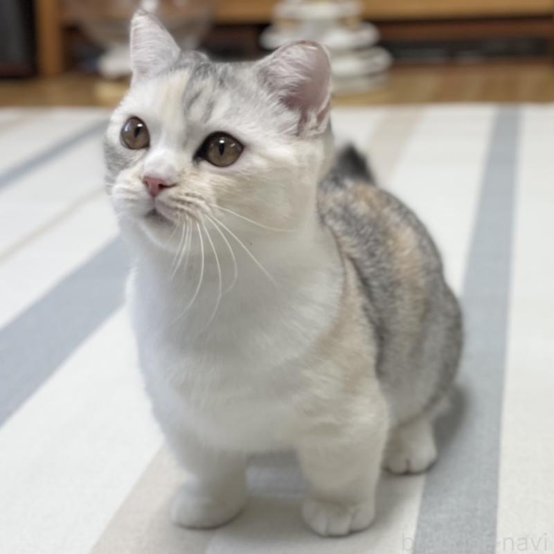 販売中の愛知県のミヌエット(短足)-121827の12枚目