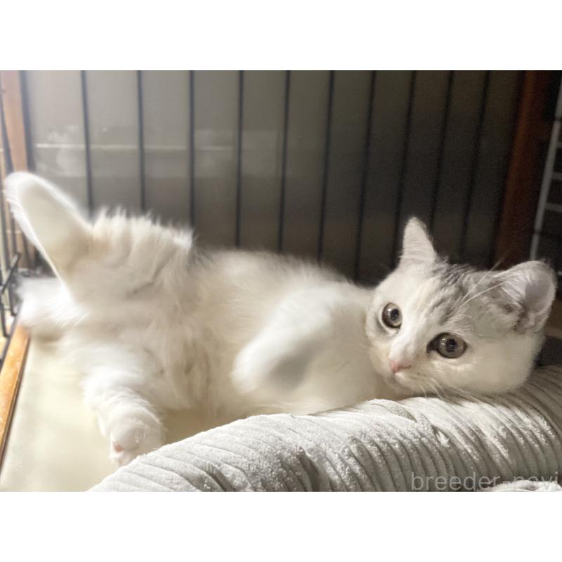 販売中の愛知県のミヌエット(短足)-121827の11枚目