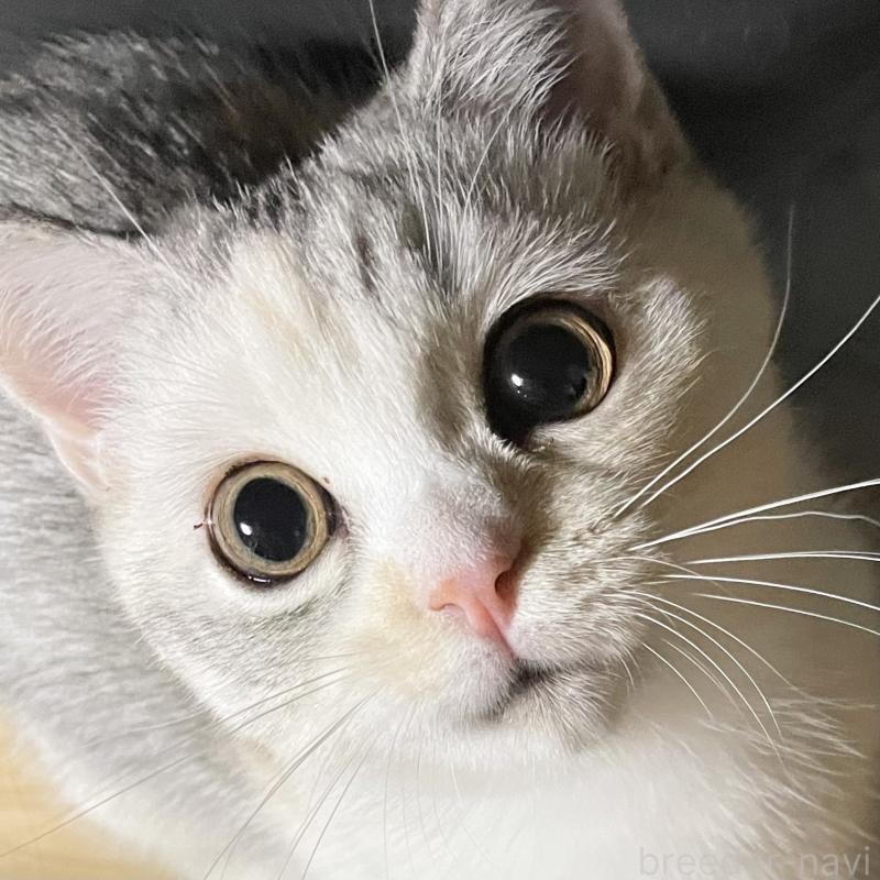 販売中の愛知県のミヌエット(短足)-121827の10枚目