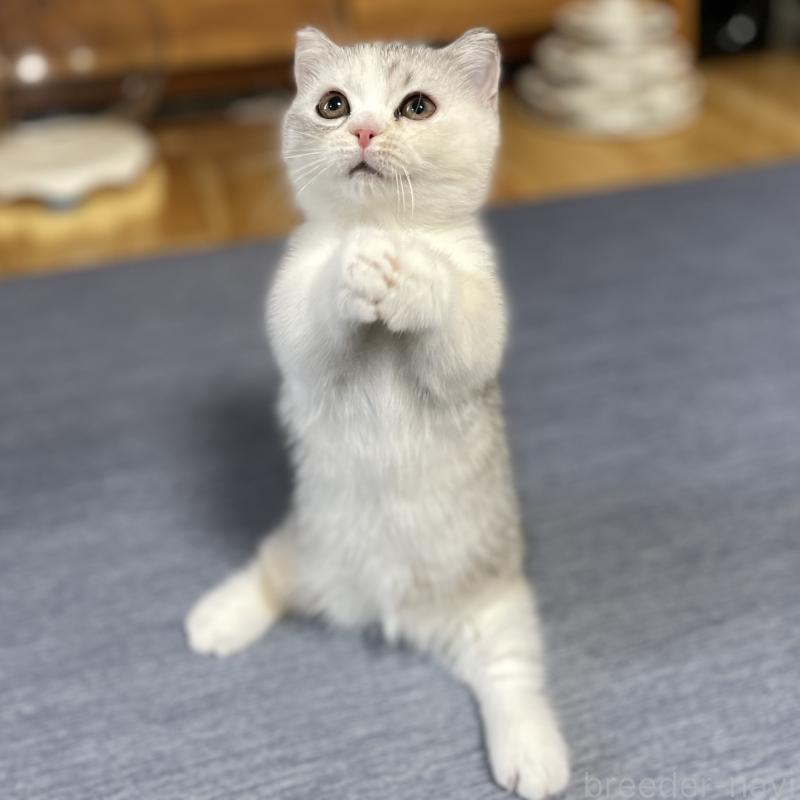 販売中の愛知県のミヌエット(短足)-121827の8枚目