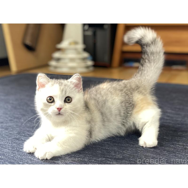 販売中の愛知県のミヌエット(短足)-121827の7枚目