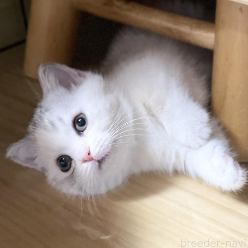 販売中の愛知県のミヌエット(短足)-121827の6枚目