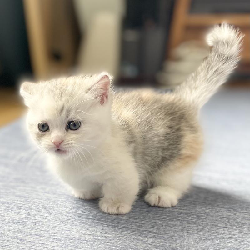 販売中の愛知県のミヌエット(短足)-121827の4枚目