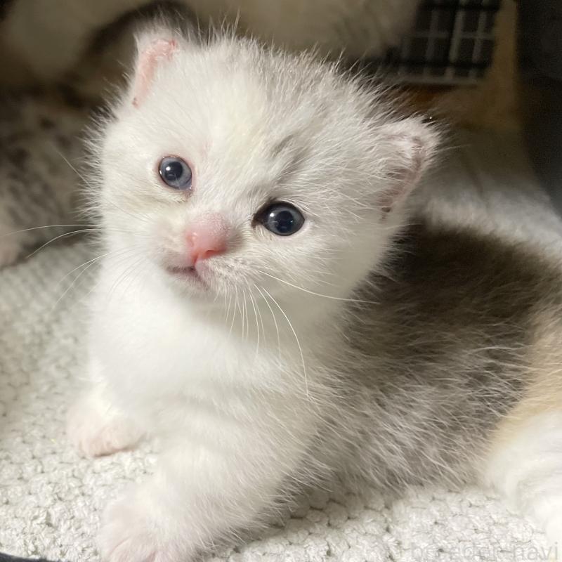 販売中の愛知県のミヌエット(短足)-121827の3枚目