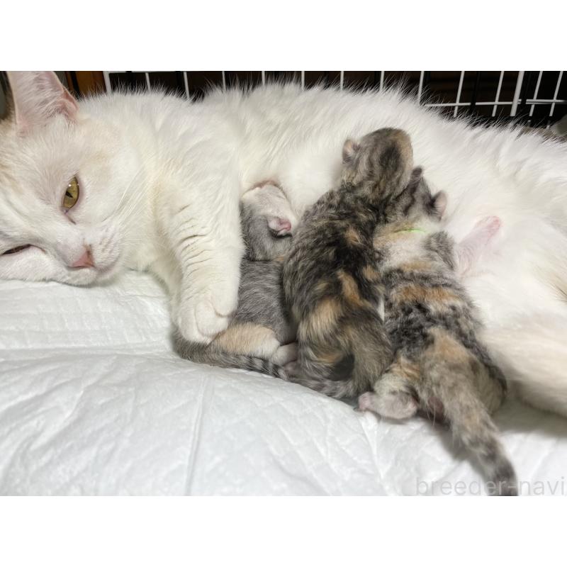 販売中の愛知県のミヌエット(短足)-121827の2枚目