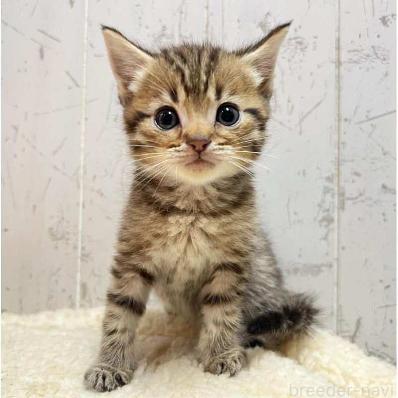 販売中の千葉県のマンチカン-131398