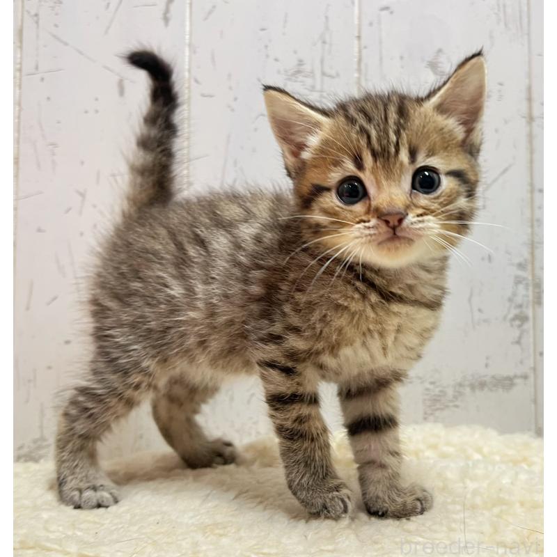 販売中の千葉県のマンチカン-131398の5枚目