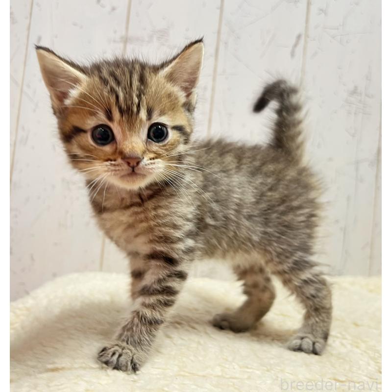 販売中の千葉県のマンチカン-131398の4枚目