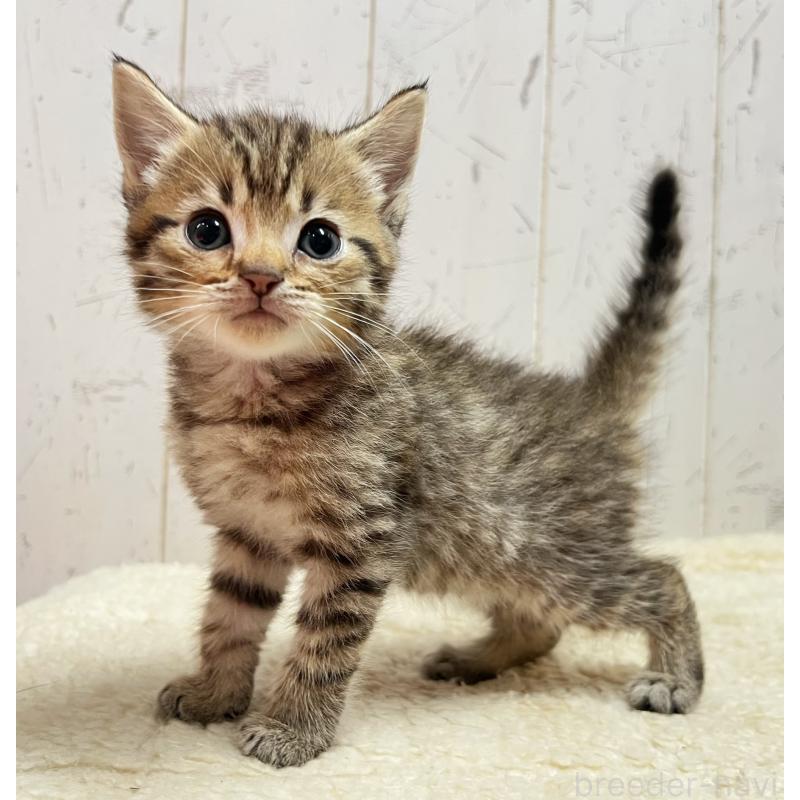 販売中の千葉県のマンチカン-131398の3枚目