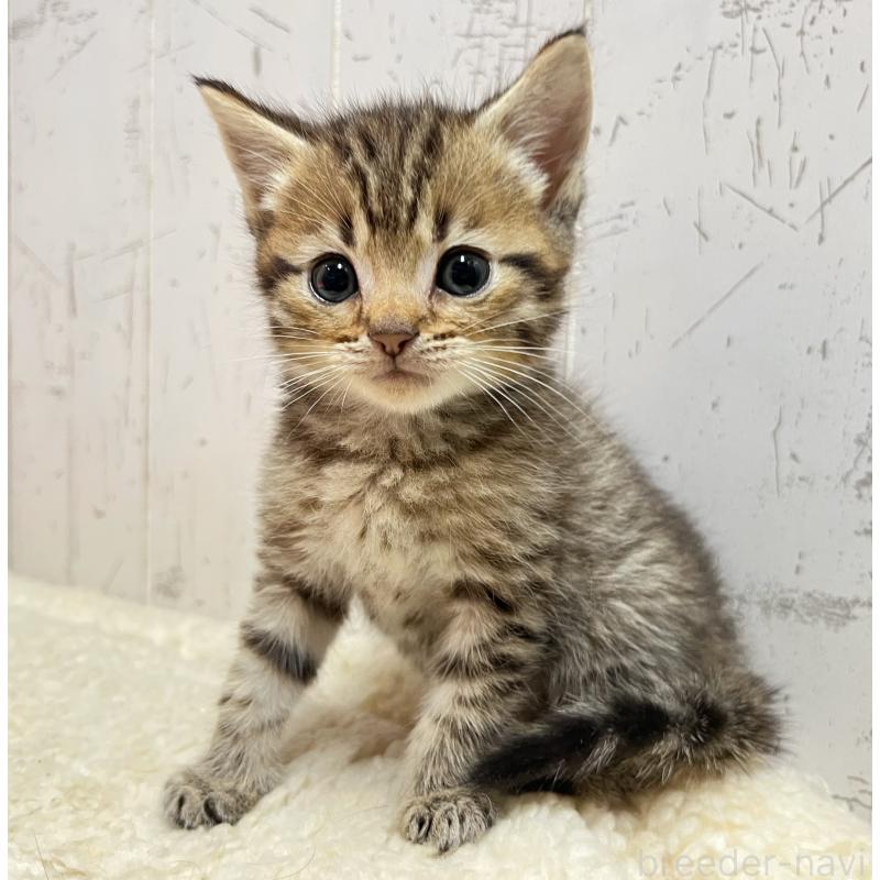 販売中の千葉県のマンチカン-131398の2枚目