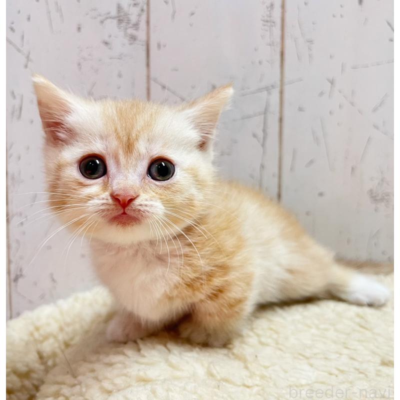 販売中の千葉県のマンチカン(短足)-131399の1枚目