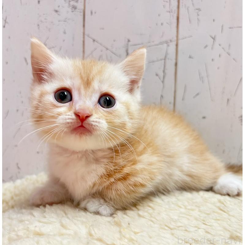 販売中の千葉県のマンチカン(短足)-131399の5枚目