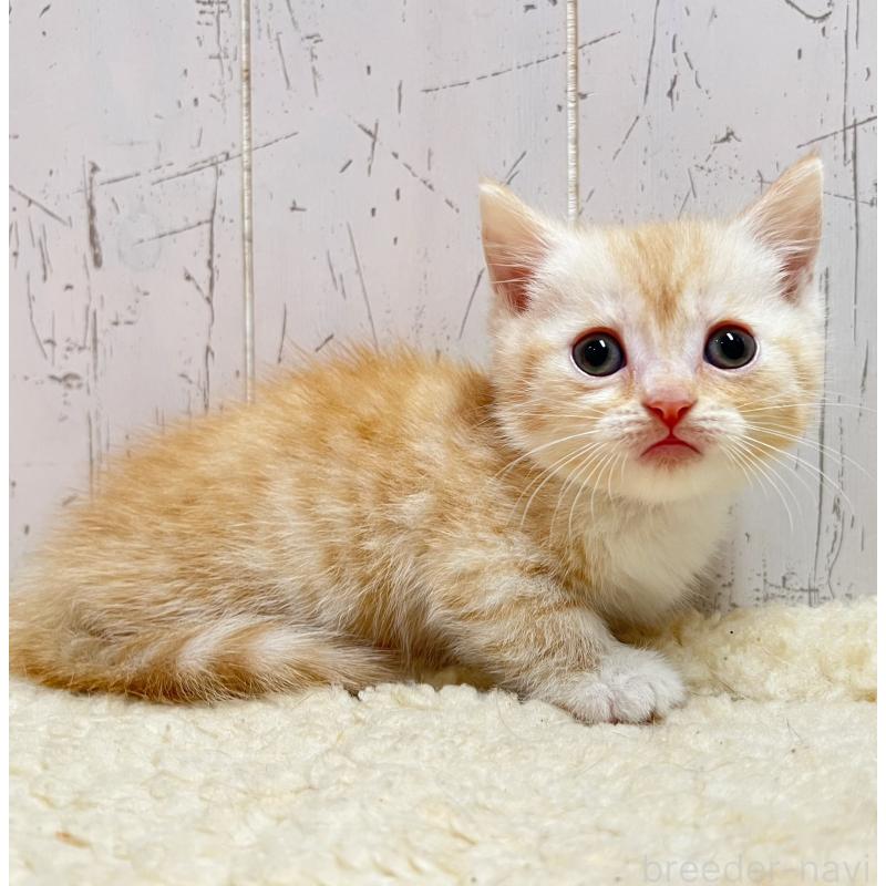 販売中の千葉県のマンチカン(短足)-131399の4枚目