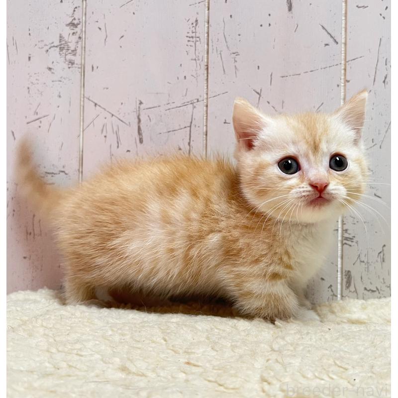 販売中の千葉県のマンチカン(短足)-131399の3枚目