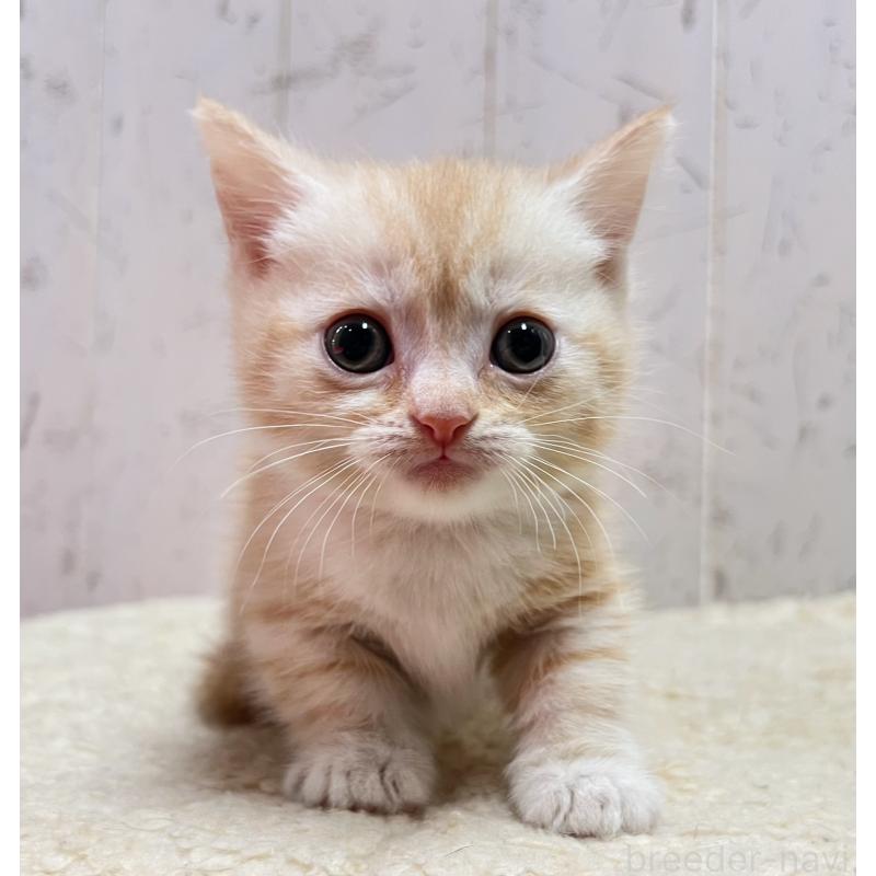 販売中の千葉県のマンチカン(短足)-131399の2枚目