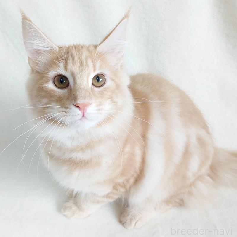 販売中の東京都のノルウェージャンフォレストキャット-121227の1枚目