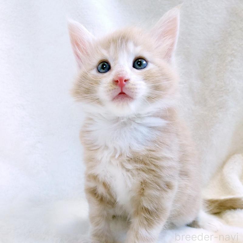 販売中の東京都のノルウェージャンフォレストキャット-130925