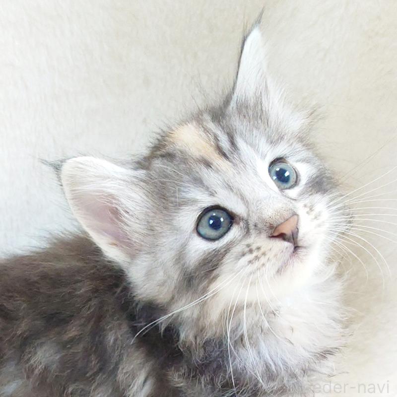 販売中の東京都のノルウェージャンフォレストキャット-130926