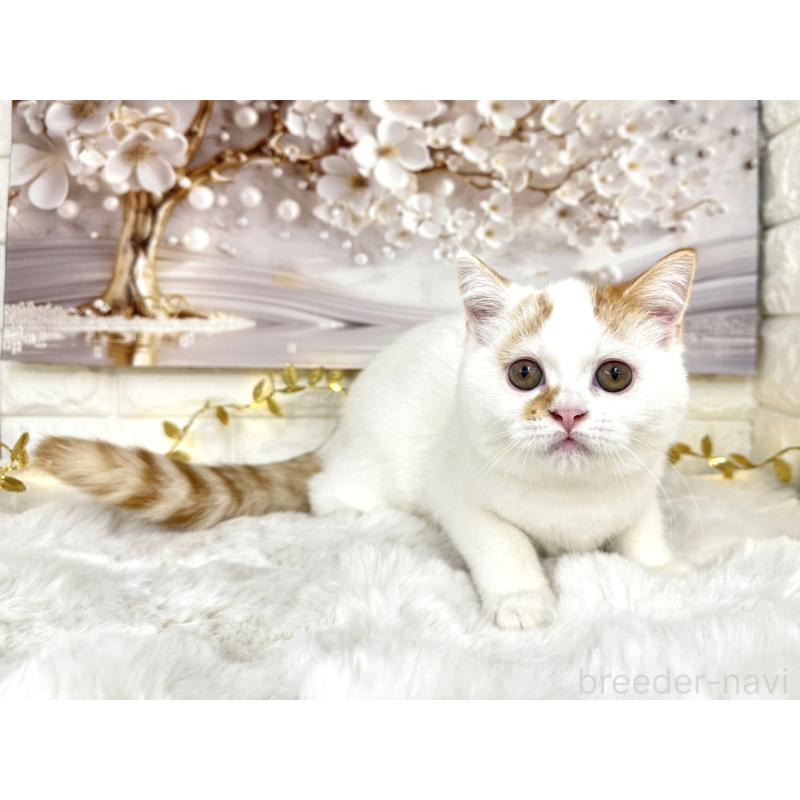 販売中の埼玉県のミヌエット-126059の1枚目