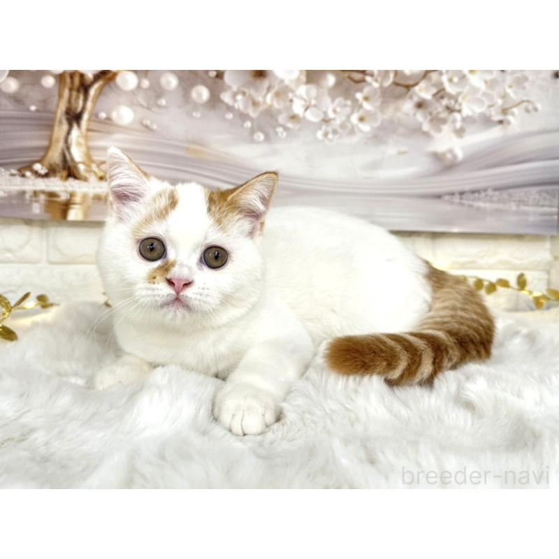 販売中の埼玉県のミヌエット-126059の4枚目