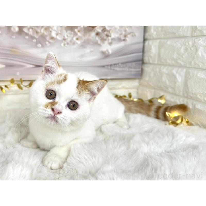 販売中の埼玉県のミヌエット-126059の3枚目