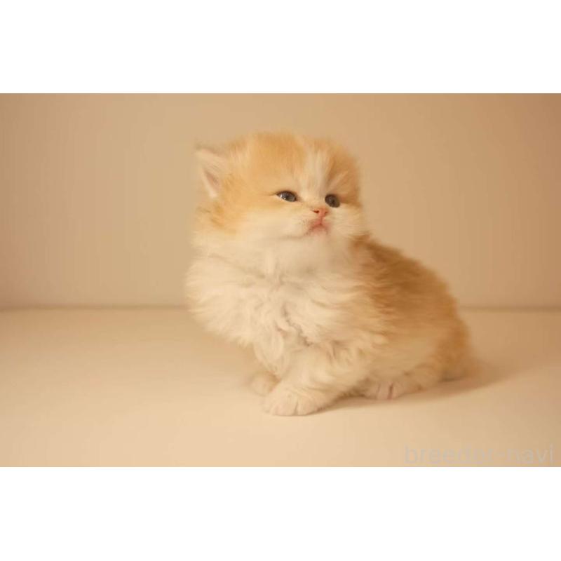 販売中の東京都のブリティッシュロングヘア-131400の4枚目