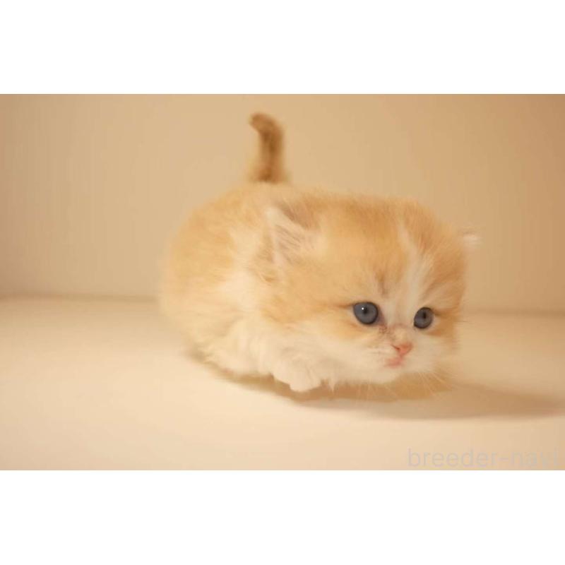 販売中の東京都のブリティッシュロングヘア-131400の3枚目