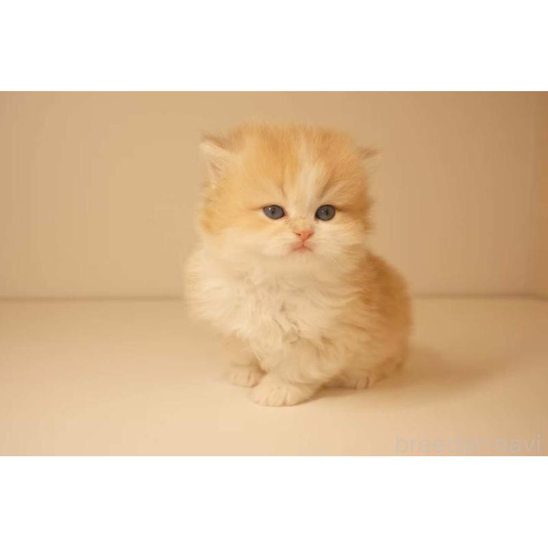 販売中の東京都のブリティッシュロングヘア-131400の2枚目