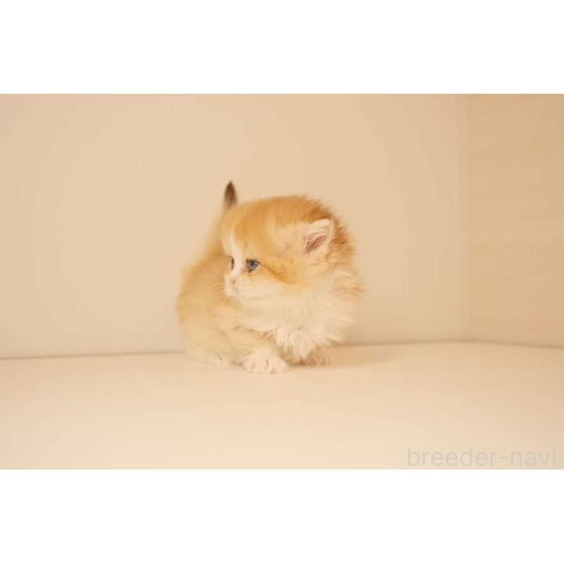 販売中の東京都のブリティッシュロングヘア-131401の9枚目