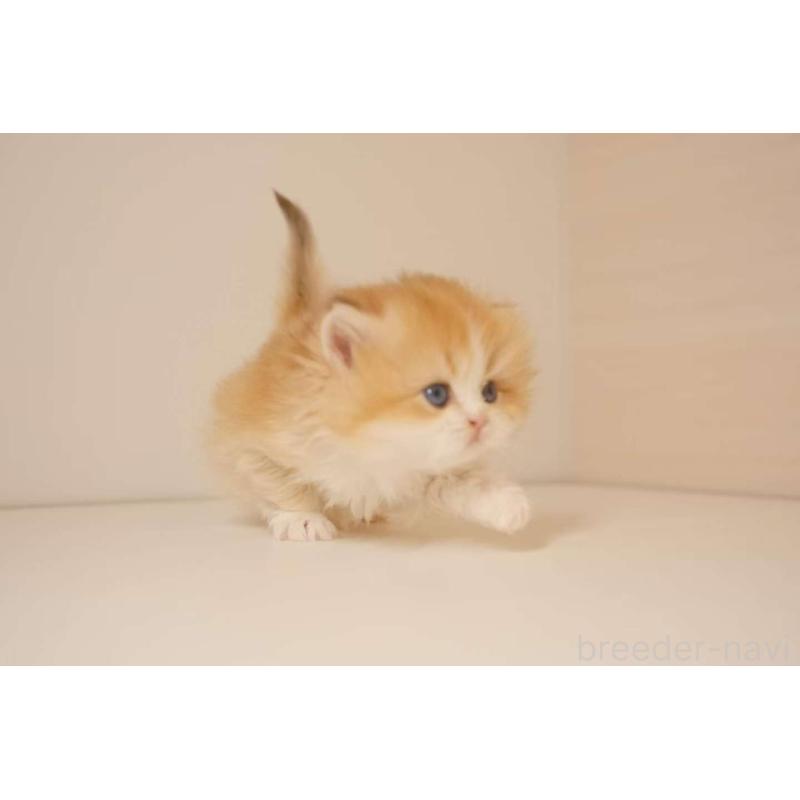 販売中の東京都のブリティッシュロングヘア-131401の7枚目