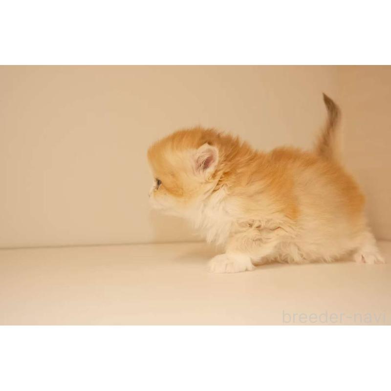 販売中の東京都のブリティッシュロングヘア-131401の6枚目