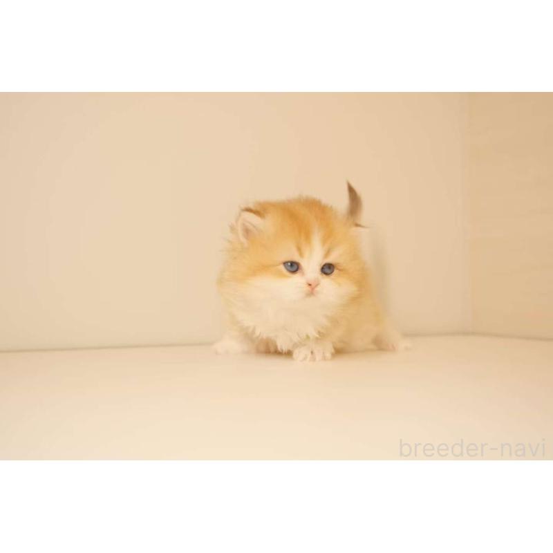 販売中の東京都のブリティッシュロングヘア-131401の3枚目