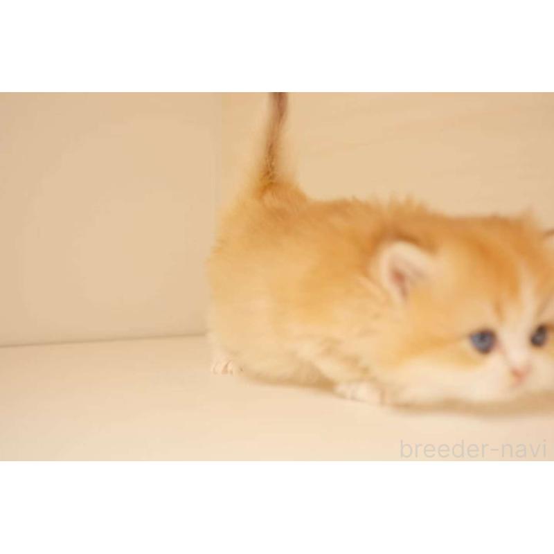 販売中の東京都のブリティッシュロングヘア-131401の2枚目