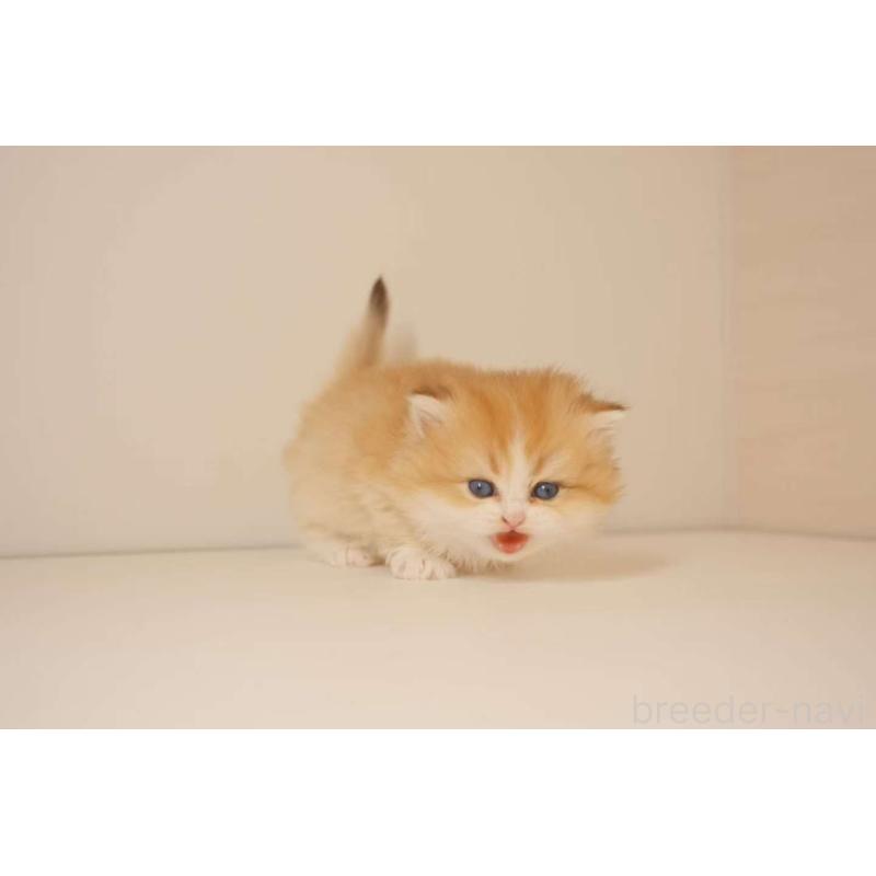 販売中の東京都のブリティッシュロングヘア-131402の5枚目