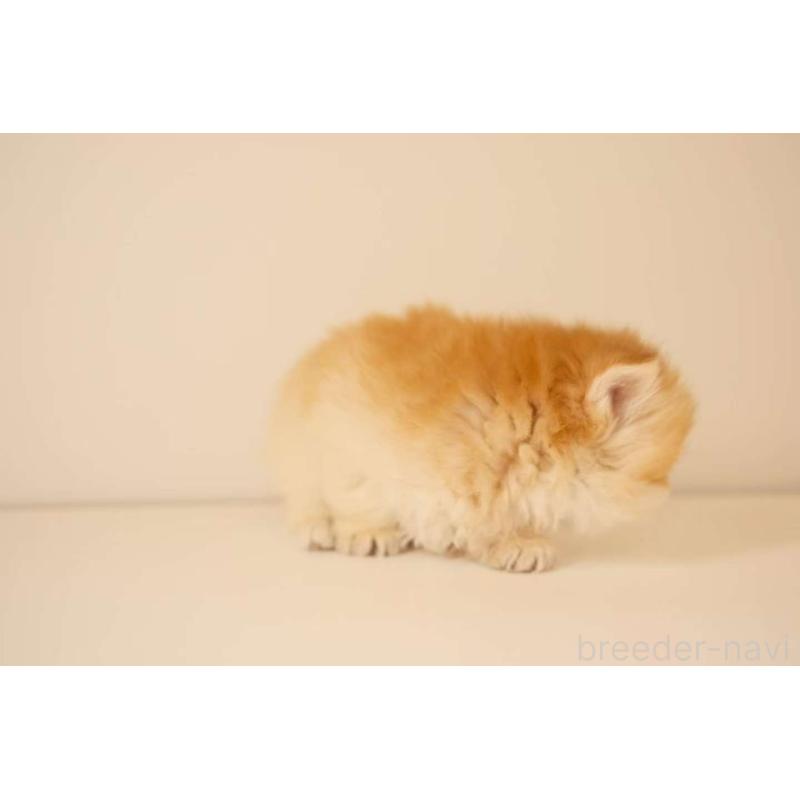 販売中の東京都のブリティッシュロングヘア-131402の2枚目