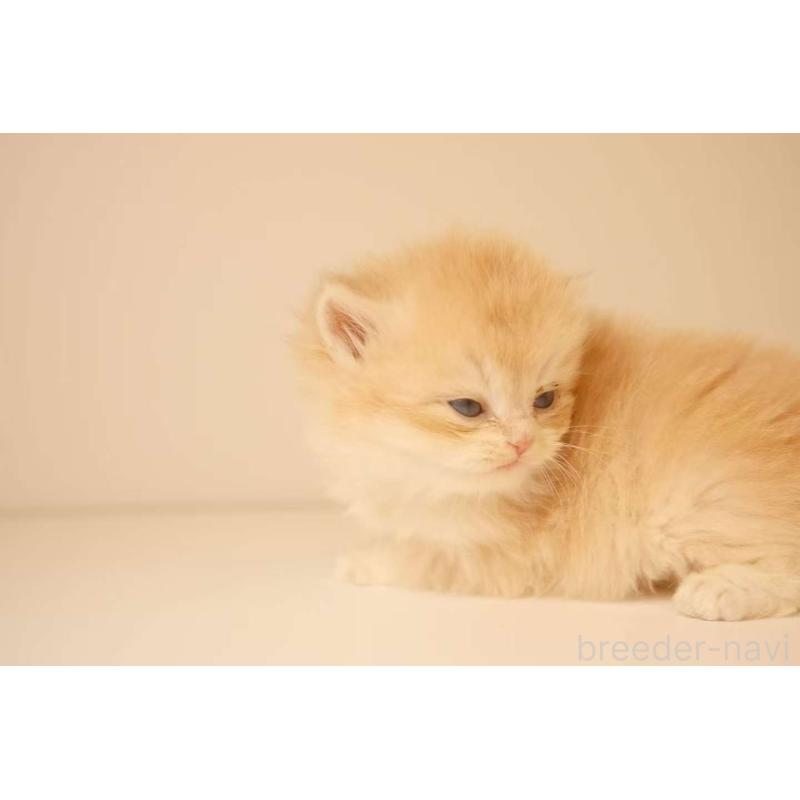 販売中の東京都のブリティッシュロングヘア-131403の5枚目