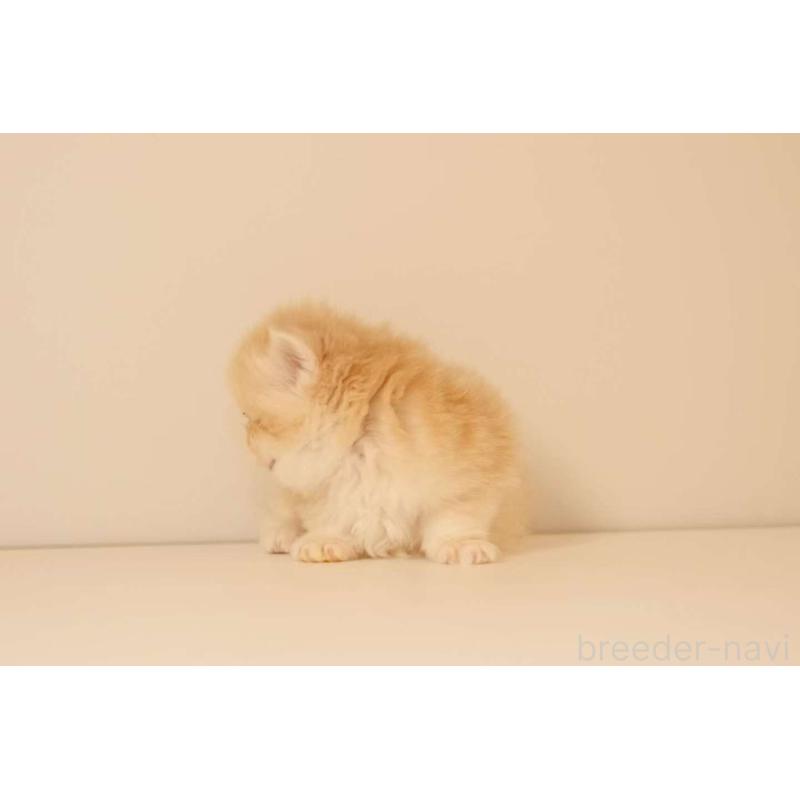 販売中の東京都のブリティッシュロングヘア-131403の4枚目