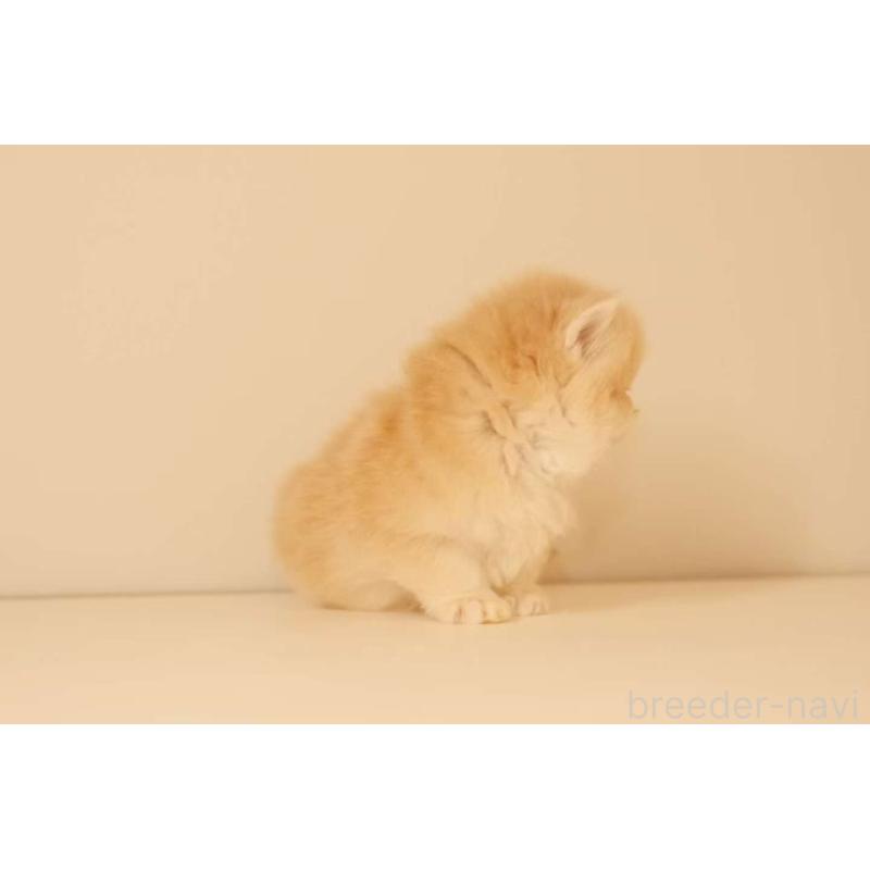 販売中の東京都のブリティッシュロングヘア-131403の2枚目