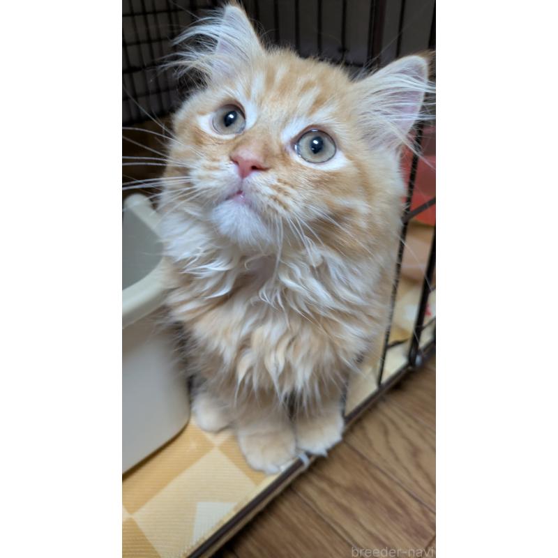 販売中の大阪府のミヌエット-128995の3枚目