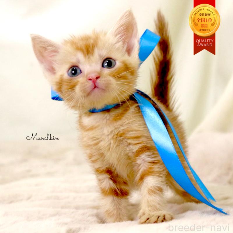 販売中の栃木県のマンチカン-131404