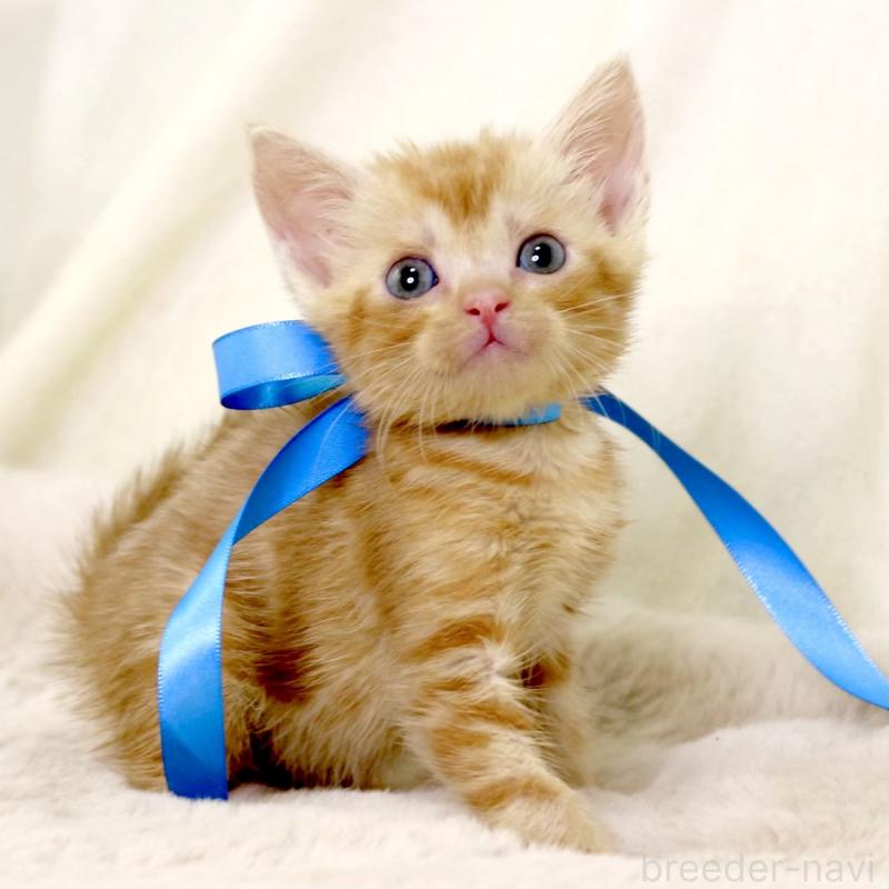 販売中の栃木県のマンチカン-131404の10枚目