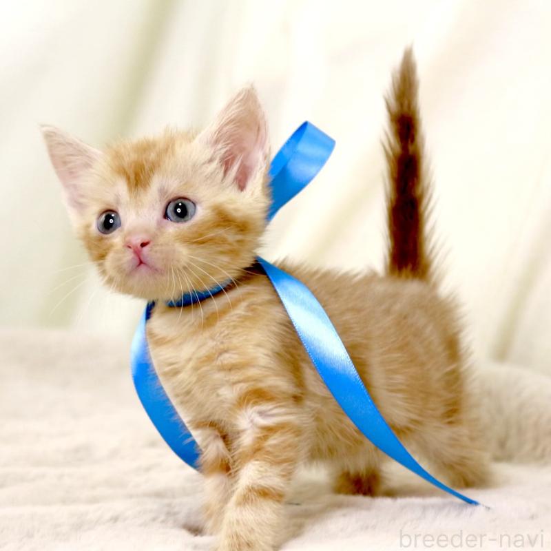 販売中の栃木県のマンチカン-131404の9枚目