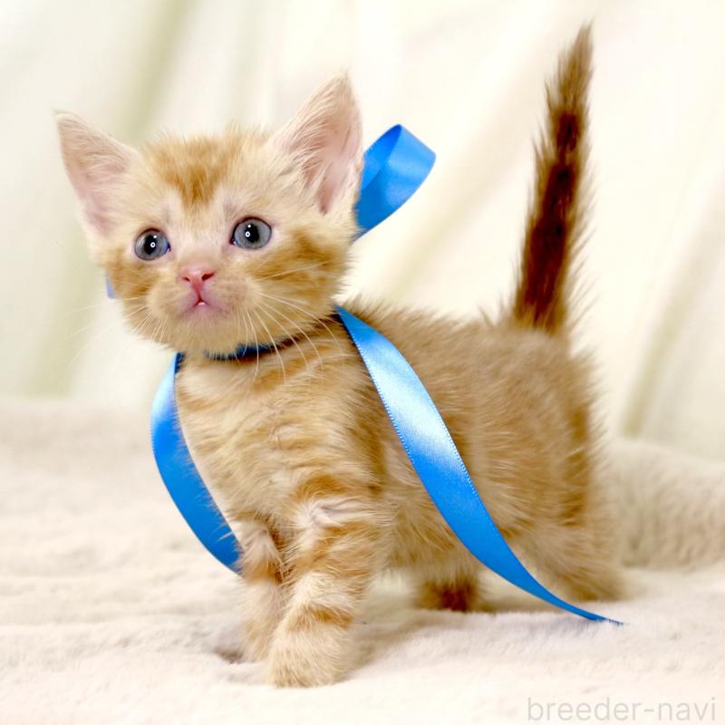 販売中の栃木県のマンチカン-131404の8枚目