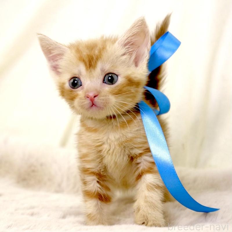 販売中の栃木県のマンチカン-131404の7枚目